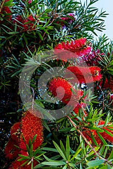 Bottlebrush Tree with Bright Red and Yellow Blooms photo