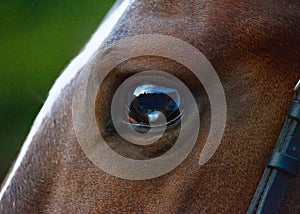 Beautiful and interesting eye of a red horse