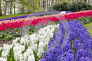 A beautiful interplay of lines including blue and white hyacinths, tulips and Glory of the Snow Chionodoxa in the flower park Ke