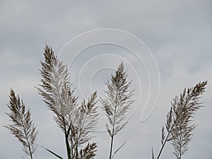 Beautiful invasive Argentina grass large resistant dangerous