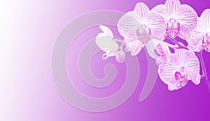 Beautiful inverted white orchid with pink stripes on a gradient background with space for writing text. Detailed macro shot of the