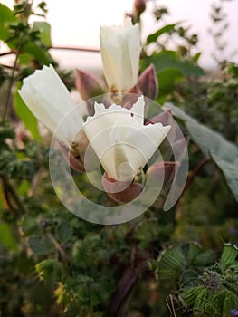 Beautiful Ipomoea arborescence image india