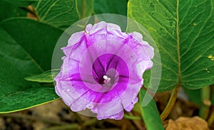 Crowbar, common flower on the coast seen here on the tree trunk. photo