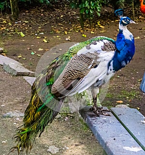 Beautiful iridescent peacock standing on a bench, peafowl in the colors white, blue, brown and green, color and pigment mutations