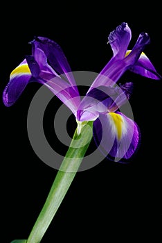 Beautiful Iris flower