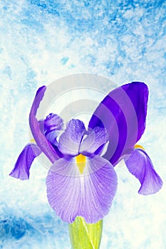 Beautiful iris flower