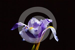 Beautiful Iris flower on black.