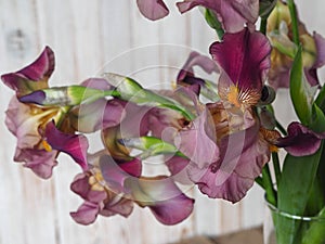 Beautiful Iris flower in a glass vase. Flower arrengement