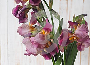 Beautiful Iris flower in a glass vase. Flower arrengement