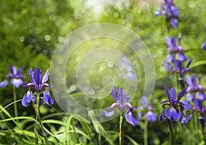 Beautiful iris flower