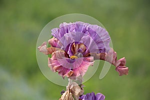 Beautiful Iris flower in a spring bloom, Paris Gardens