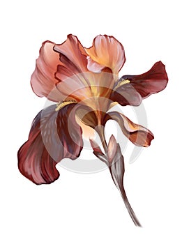 Beautiful iris flower on a stem.  Isolated on white background. Digital illustration