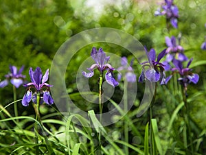 Beautiful iris flower