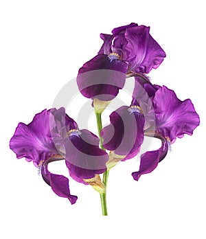 Beautiful iris flower on white background for designers
