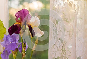 Beautiful iris flowers in the evening sunlight