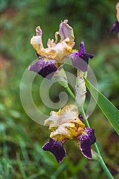 Beautiful iris flowers in the garden