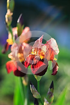Beautiful iris flowers in the garden at sunset