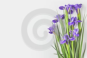 beautiful iris flowers with green leaves on grey