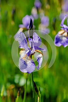 Beautiful iris flowers on a sunny day