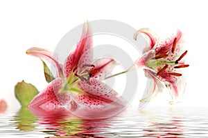 Beautiful iris - lily flower with water reflection isolated on white background