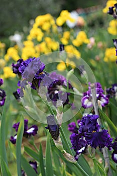 Spectacular purple iris in bloom in a garden