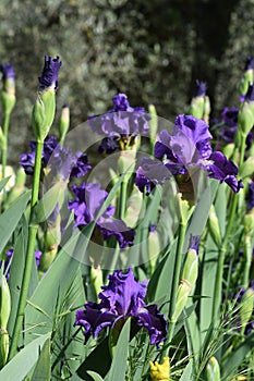 Spectacular purple iris in bloom in a garden