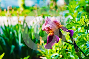 Beautiful irises flowers in natural environment
