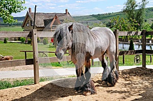 Beautiful Irish horse in an aviary on a ranch.