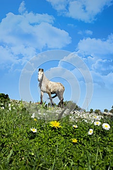 Beautiful irish horse in a daisy field