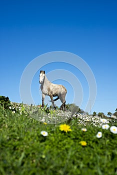 Beautiful irish horse in a field