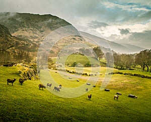 A beautiful irish mountain landscape in spring with sheep.