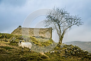 A beautiful irish mountain landscape in spring with sheep.