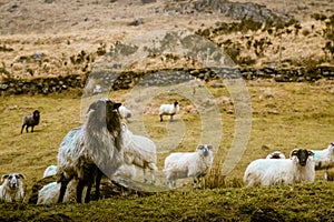 A beautiful irish mountain landscape in spring with sheep.