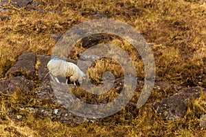 A beautiful irish mountain landscape in spring with sheep.