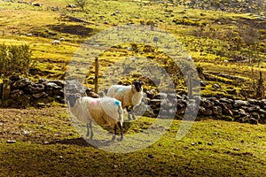 A beautiful irish mountain landscape in spring with sheep.