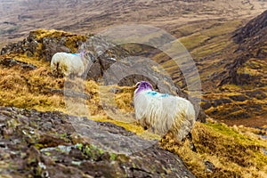 A beautiful irish mountain landscape in spring with sheep.