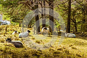 A beautiful irish mountain landscape in spring with sheep.