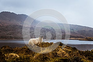 A beautiful irish mountain landscape in spring with sheep.