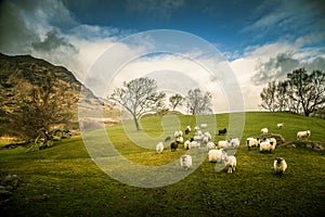 A beautiful irish mountain landscape in spring with sheep.