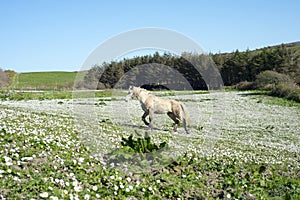 Beautiful irish pony