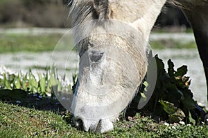 Beautiful irish pony eating