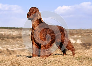 Beautiful Irish Setter photo