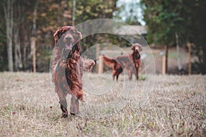 Beautiful Irish Setter dog playing on the field.