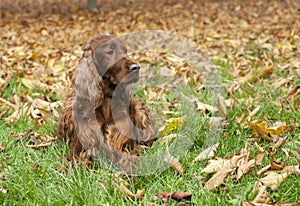 Beautiful Irish Setter