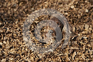 Beautiful Irish Setter looking in the autumn leaves