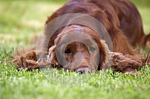 Beautiful Irish Setter