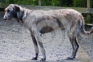 Beautiful Irish Wolfhound photo