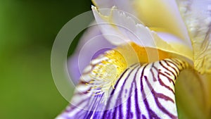 Beautiful Irys flower with beard and fall, closeup