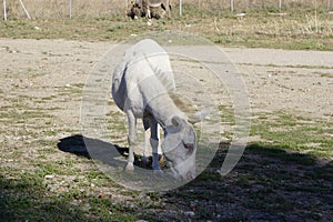 White donkey in Asinara island in Sardinia Italy photo