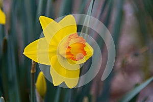 Beautiful isolated daffodil in a garden